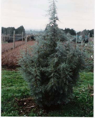 Blue Arizona Cypress